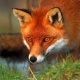 Rabid Fox