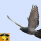 Listen to Radio De Grijze Doffer online Radio Listen to Radio De Grijze Doffer free radio online